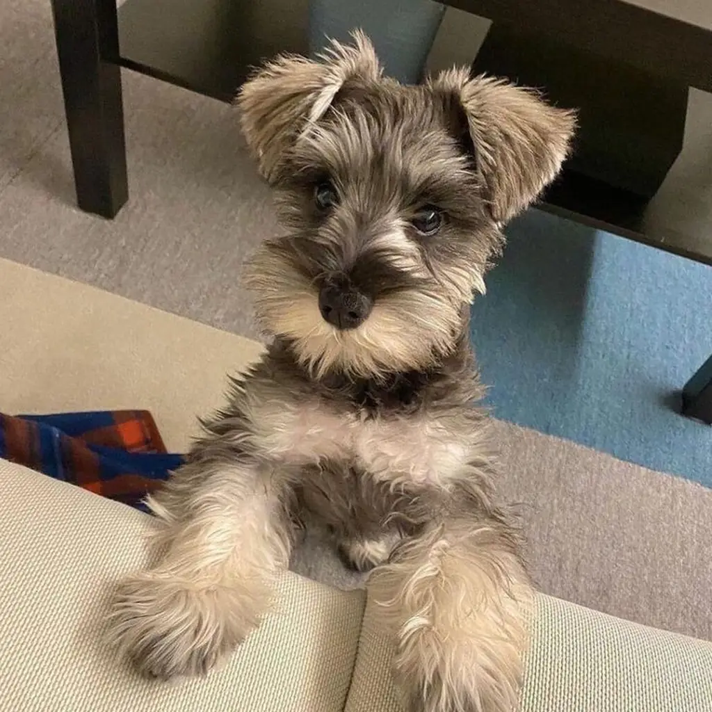 Schnauzer foto 2