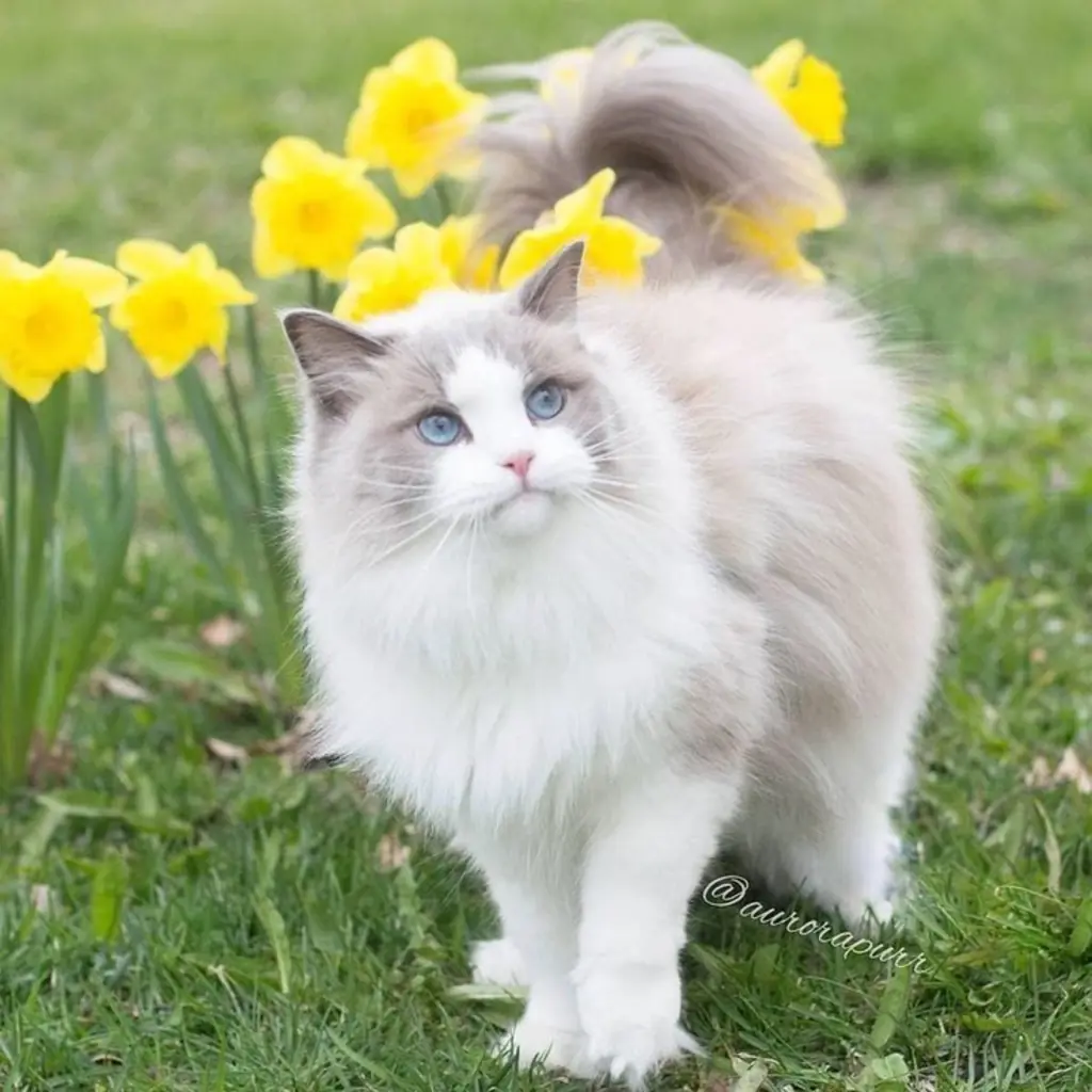 Gato de raza Ragdoll