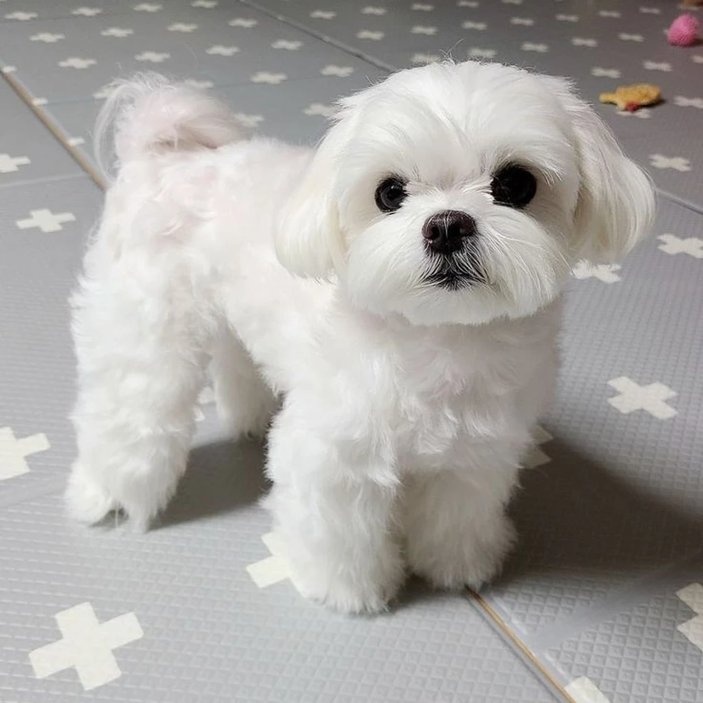 Bichón Maltés foto 2