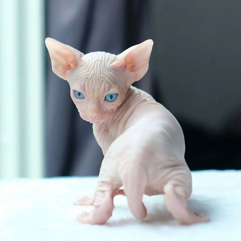 Esfinge (Sphynx) foto 6