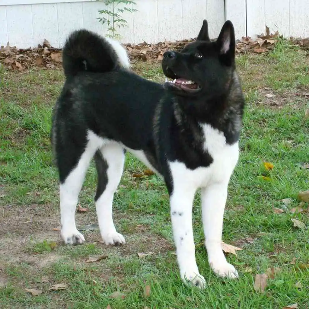 Akita Americano foto 2