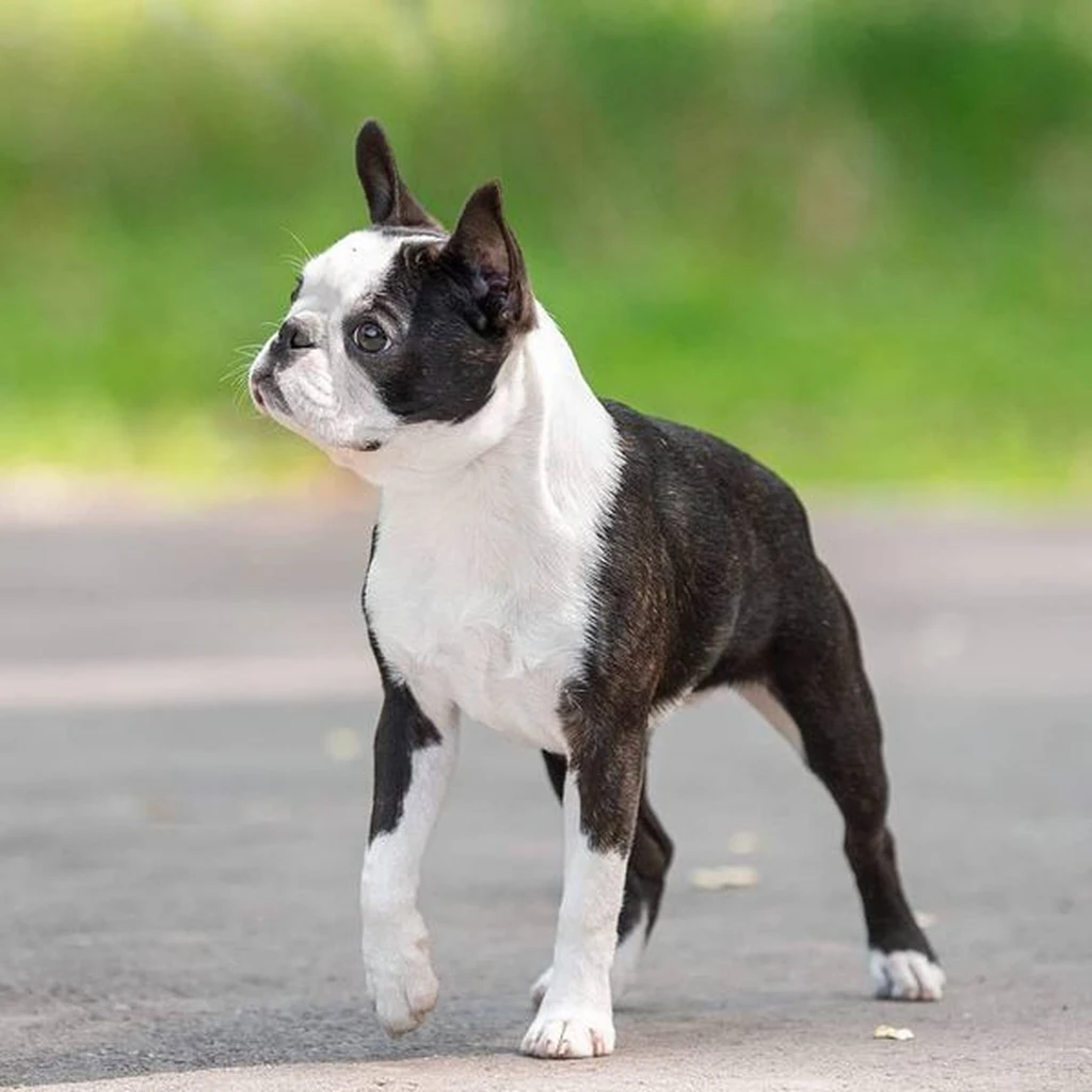 Boston Terrier foto 2