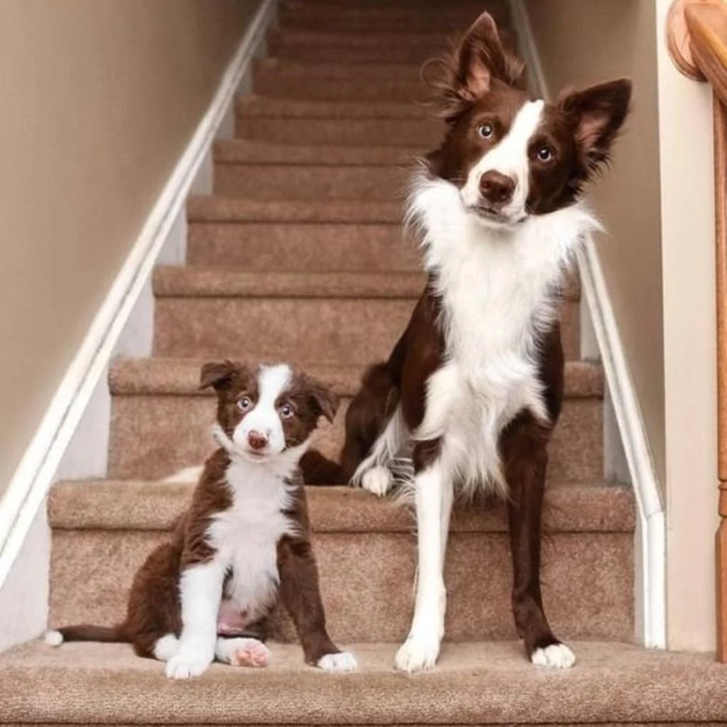 Border Collie foto 5