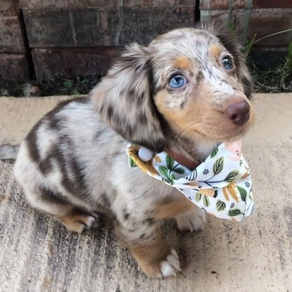 Teckel (Dachshund) foto 4