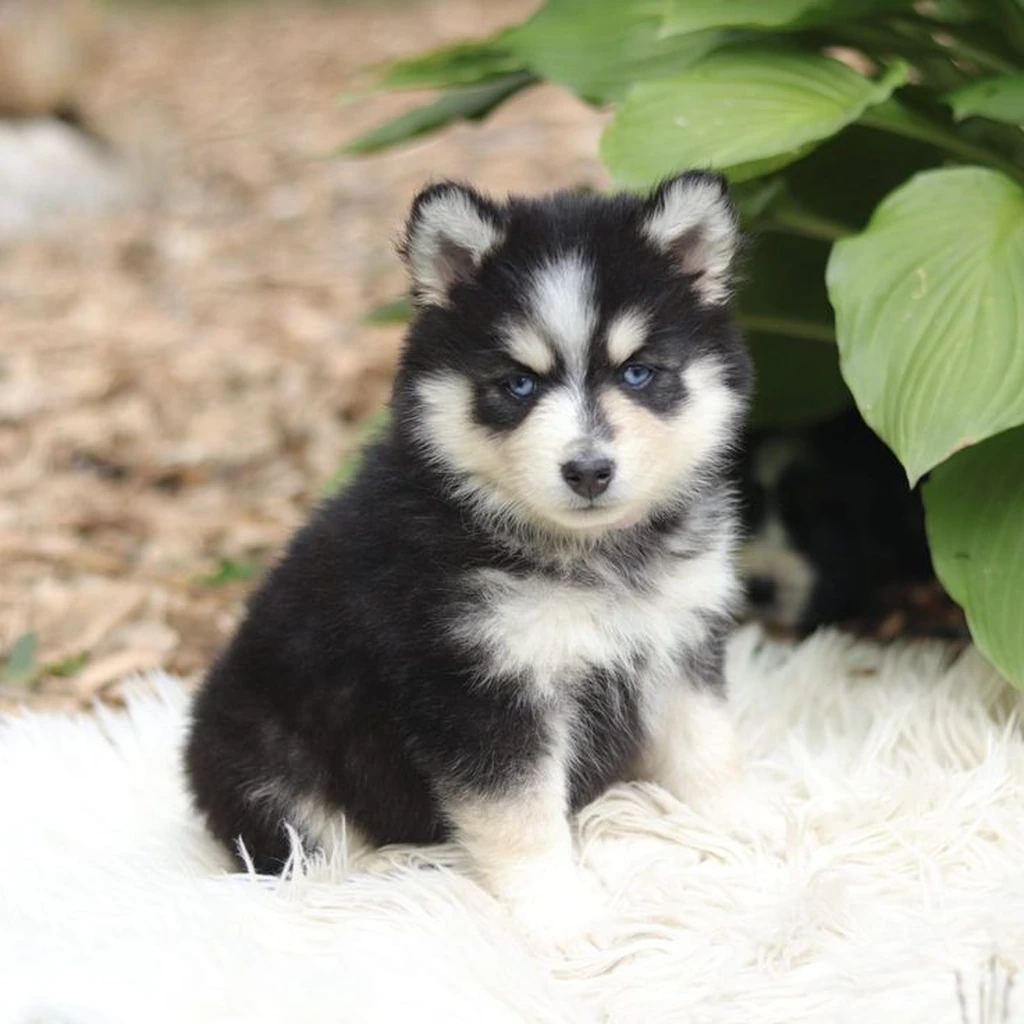 Pomsky foto 2