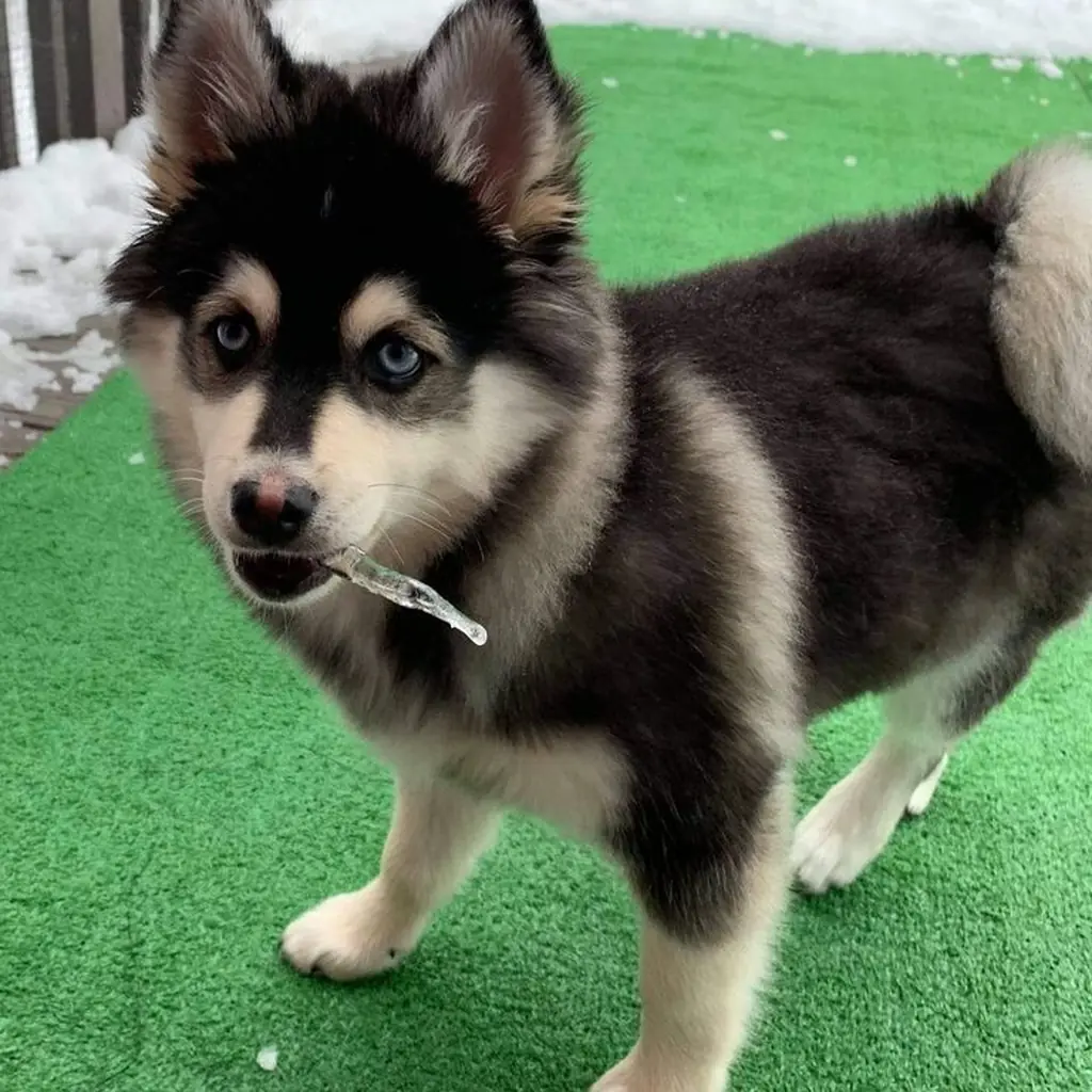 Pomsky foto 5