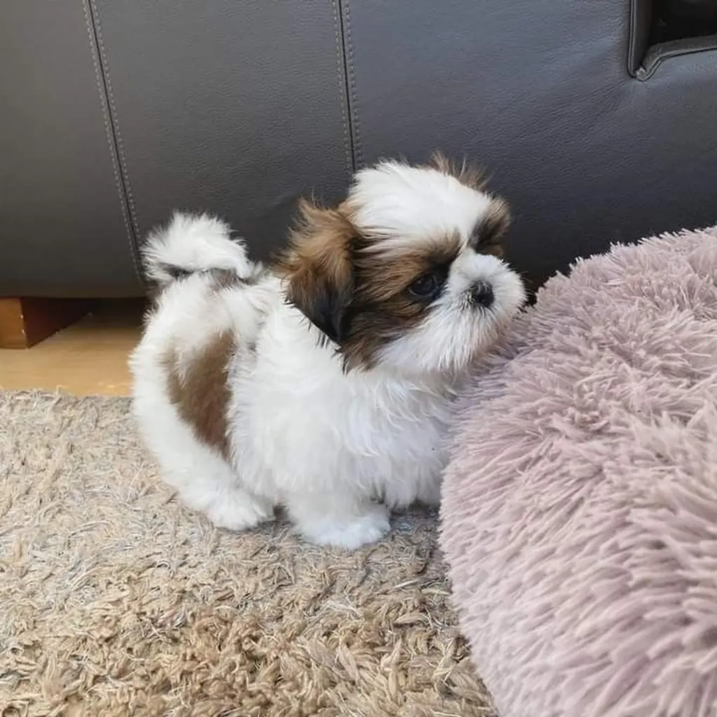 Shih Tzu foto 3