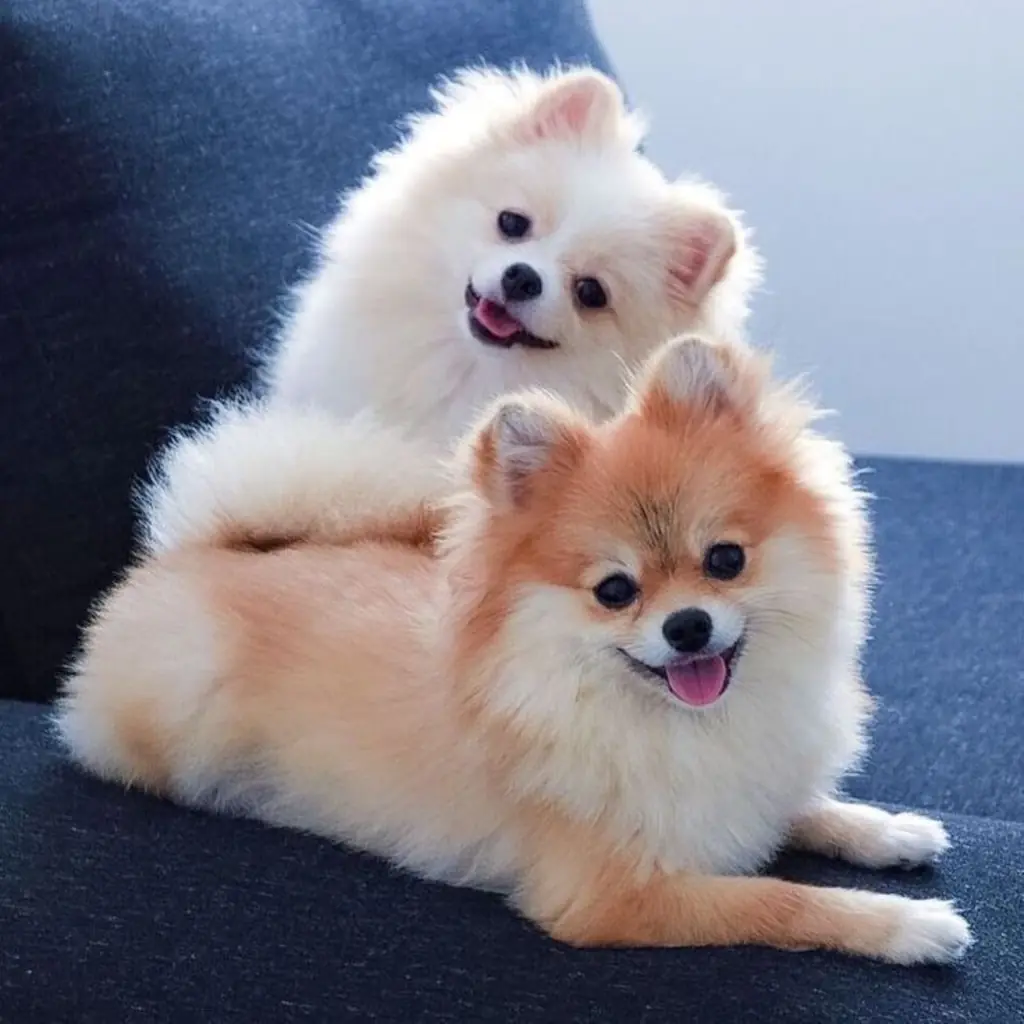 Pomerania Cara de Zorro foto 5