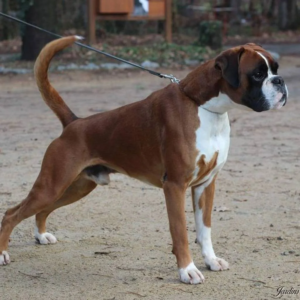 Cachorro de Bóxer