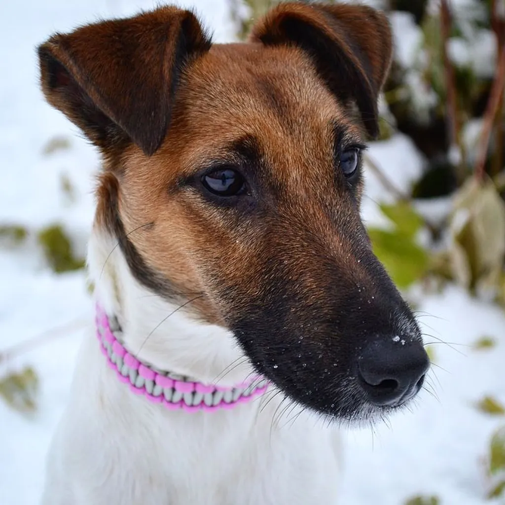 Cachorro de Fox Terrier
