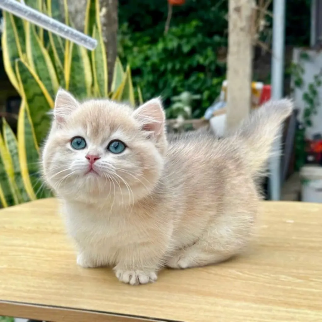Munchkin foto 3