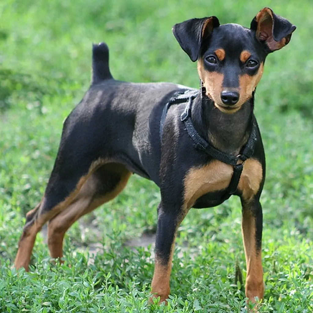 Cachorro de Pinscher Miniatura