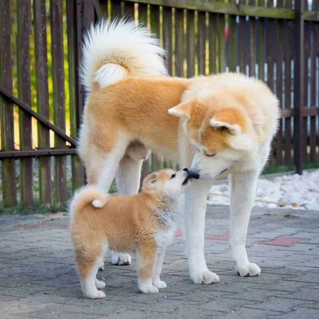 Cachorro de Akita Inu