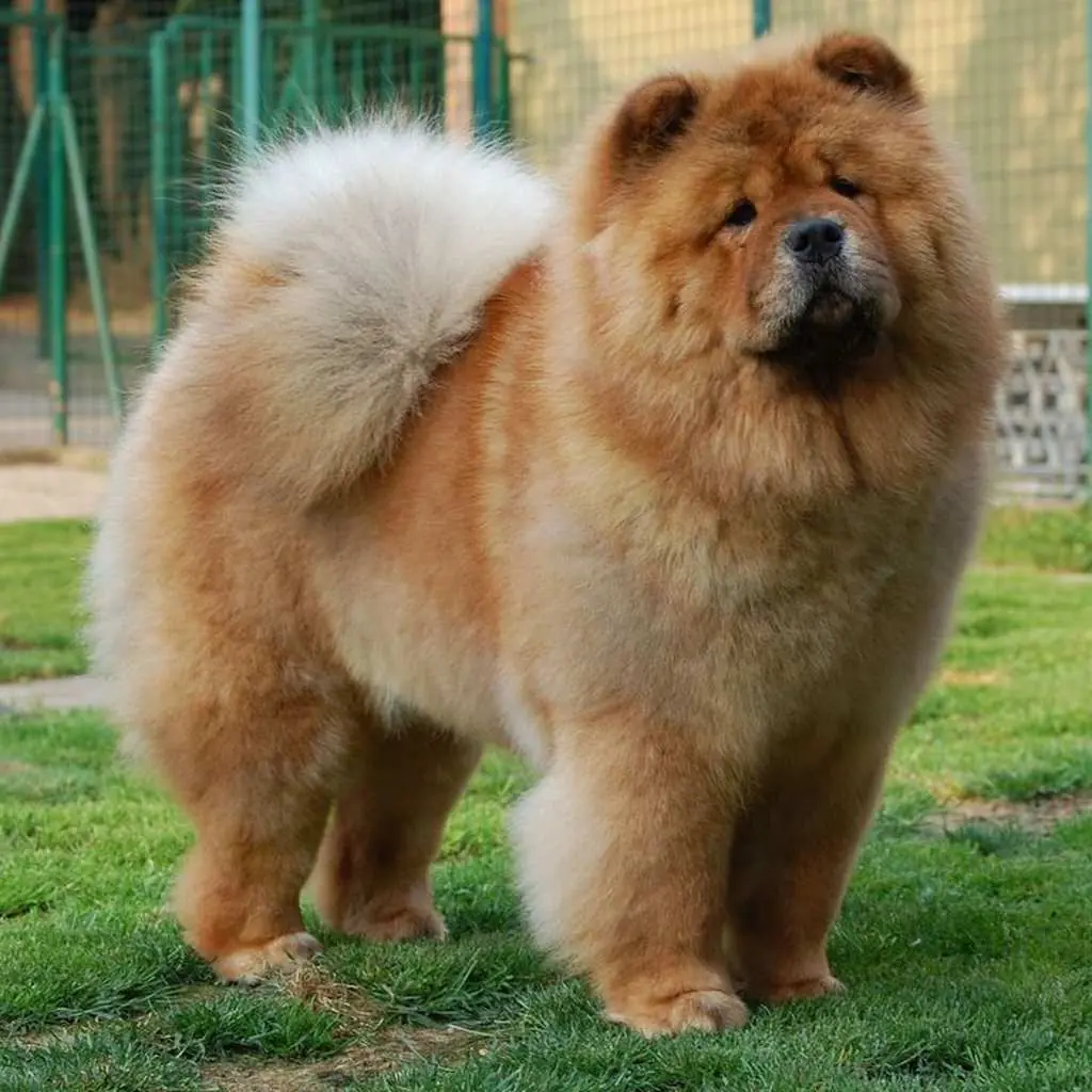 Cachorro de Chow Chow