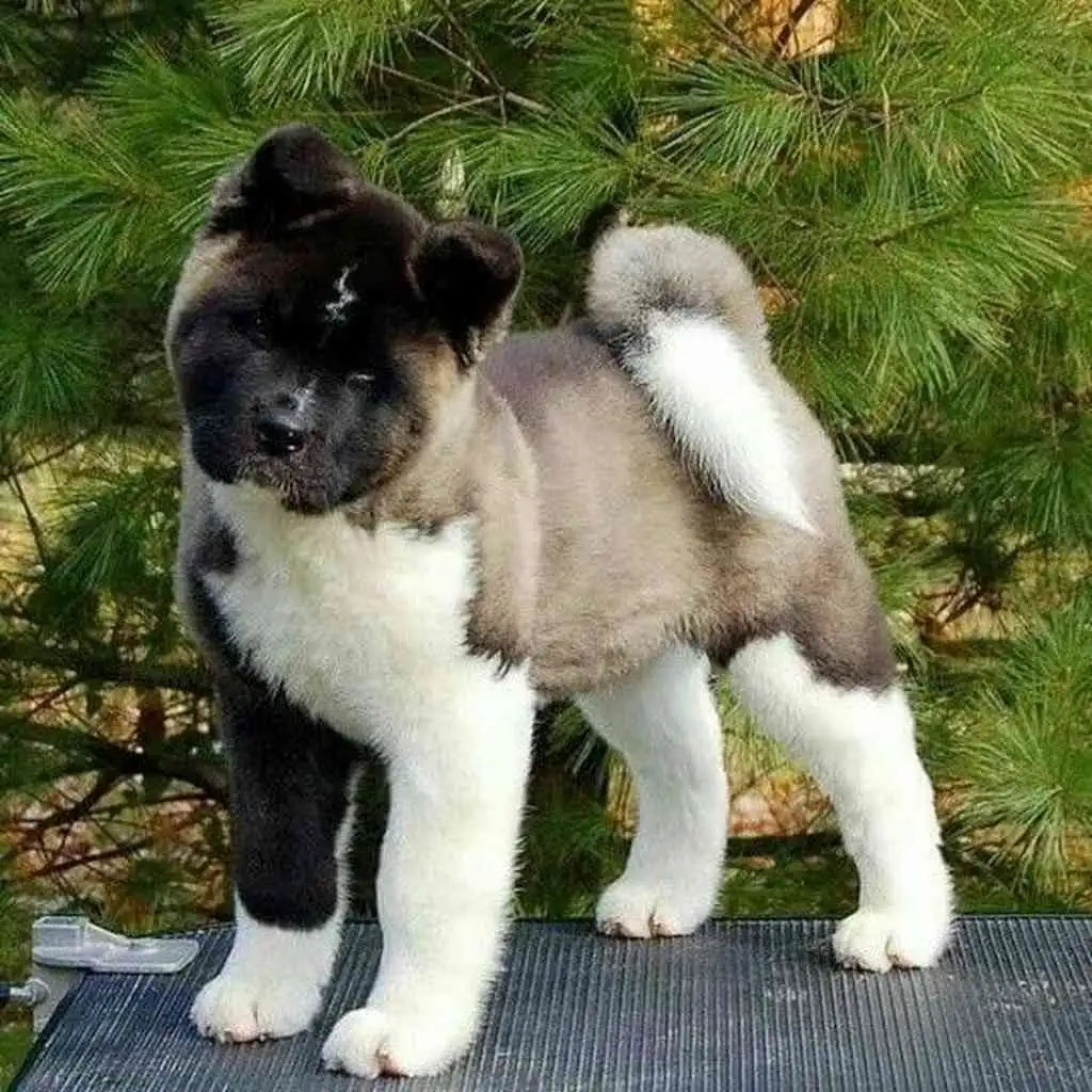 Akita Americano foto 4
