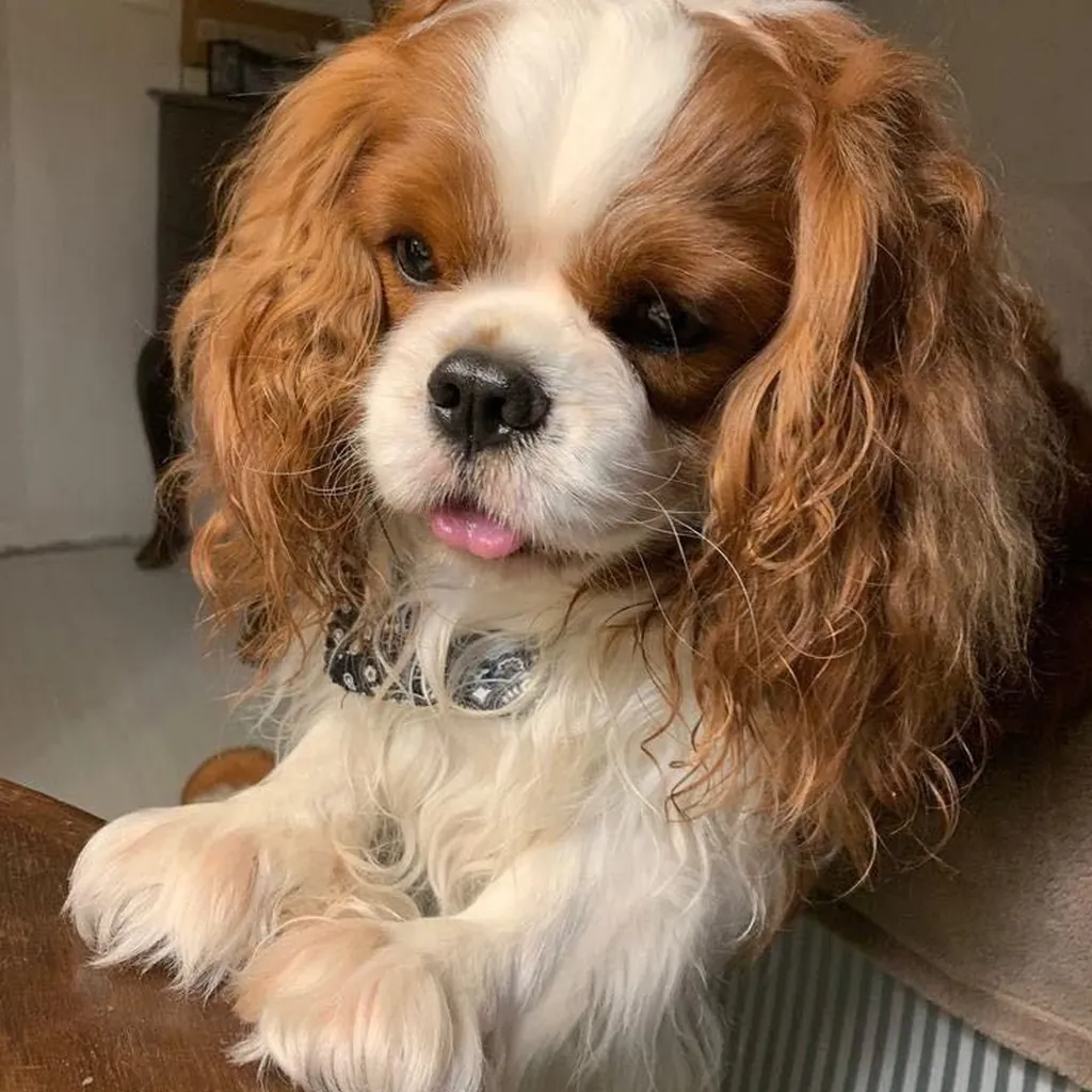 Cavalier King Charles foto 4