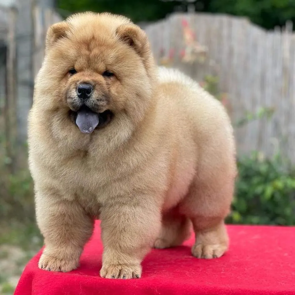 Chow Chow foto 6