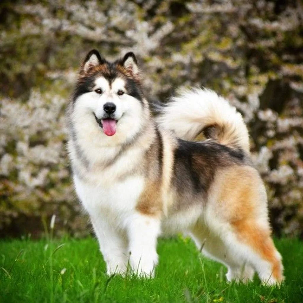 Cachorro de Alaskan Malamute