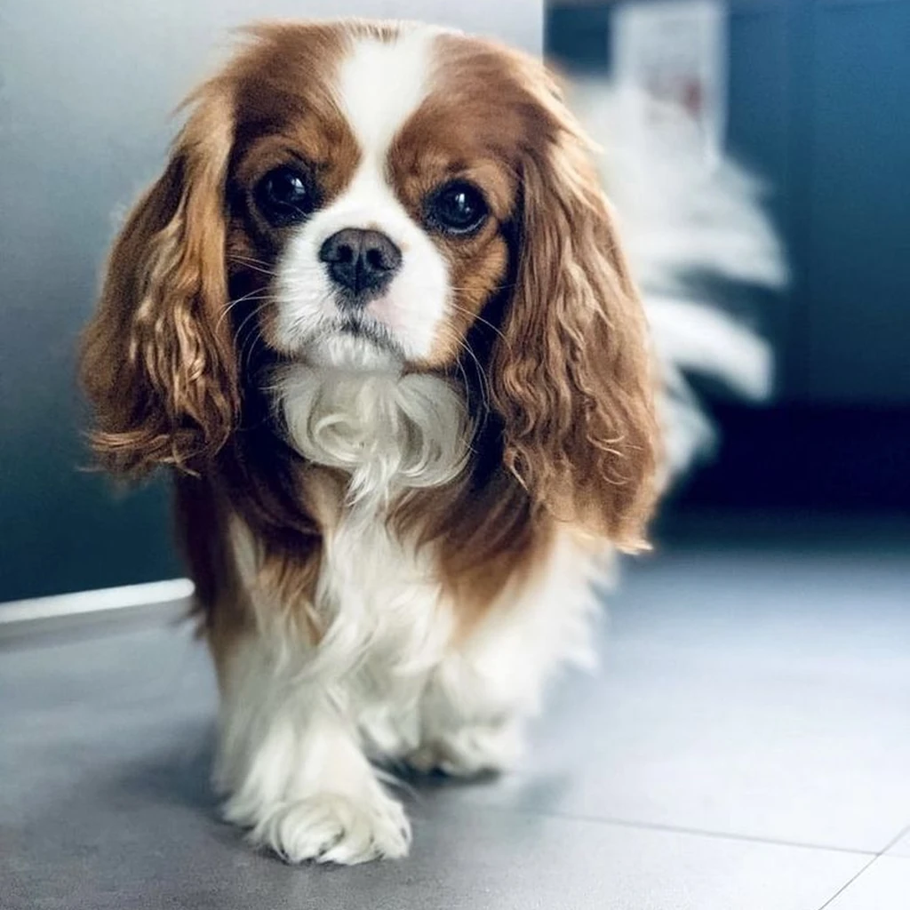 Cachorro de Cavalier King Charles