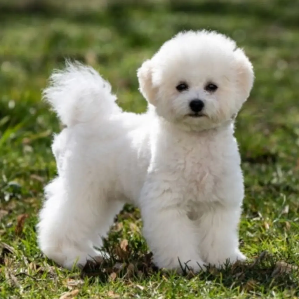 Poodle Mini Toy foto 3