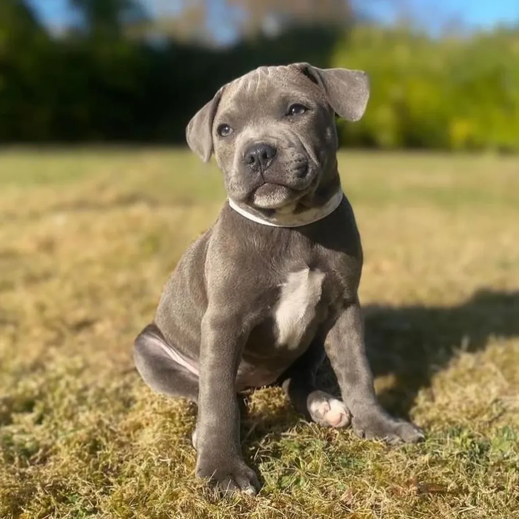 Pitbull foto 2