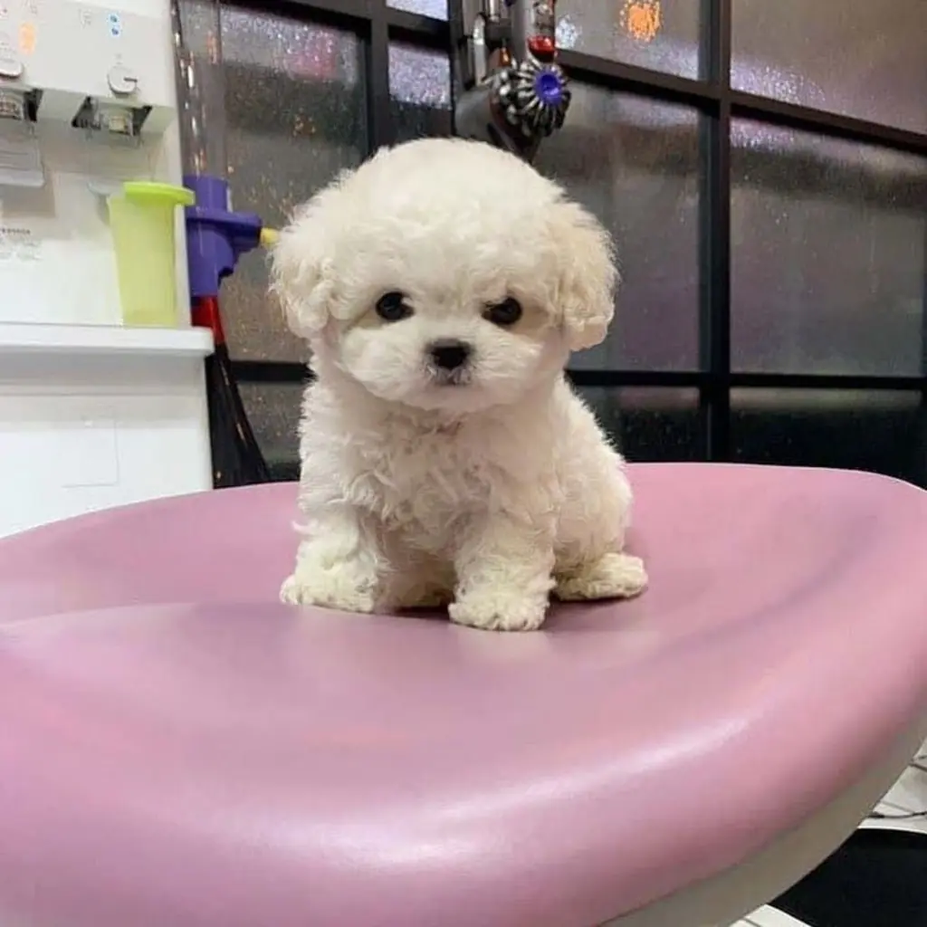 Poodle Mini Toy foto 5