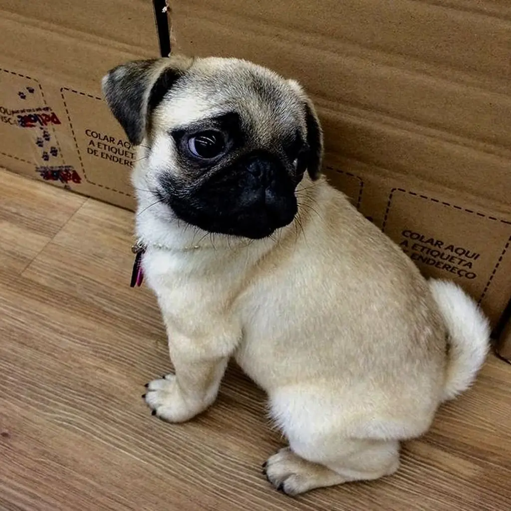 Pug foto 2