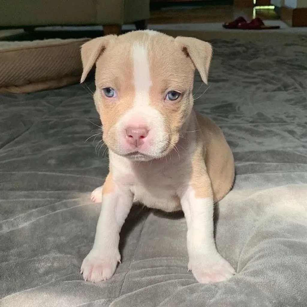 Pitbull foto 5