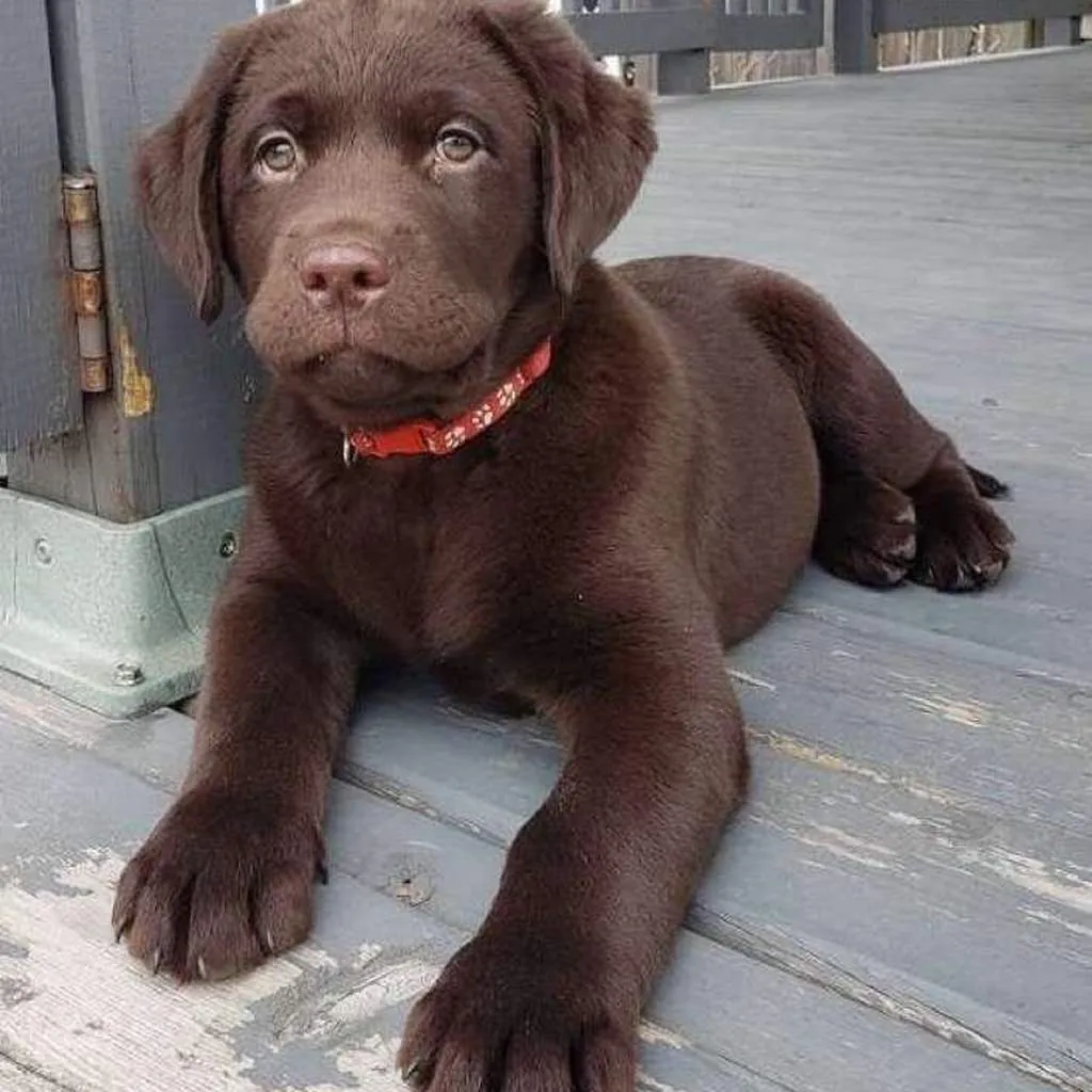 Labrador Retriever foto 3