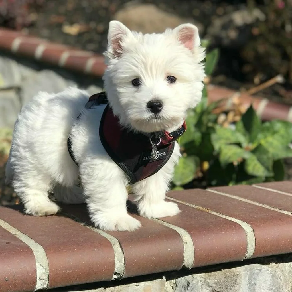 Cachorro de West Highland White (Westy)