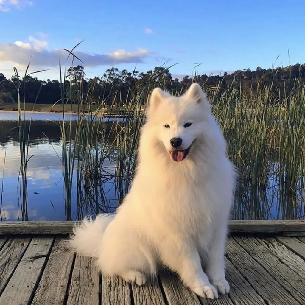 Samoyedo foto 3