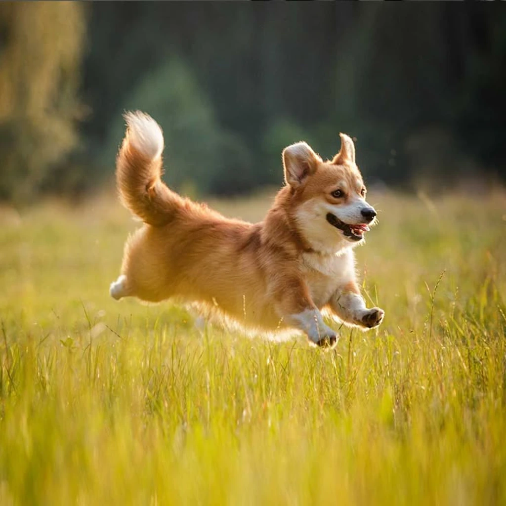 Corgi Galés de Pembroke foto 2