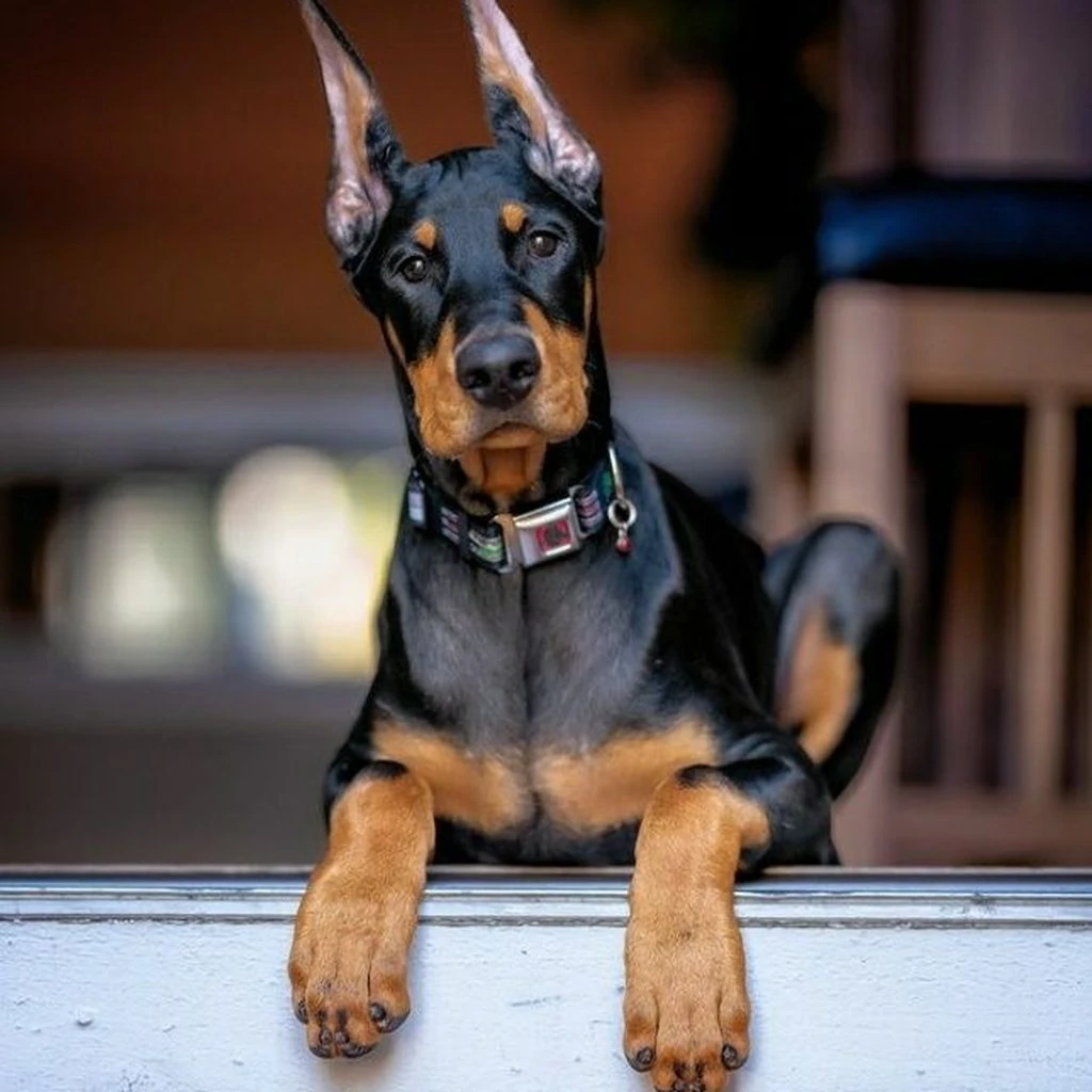 Doberman foto 5