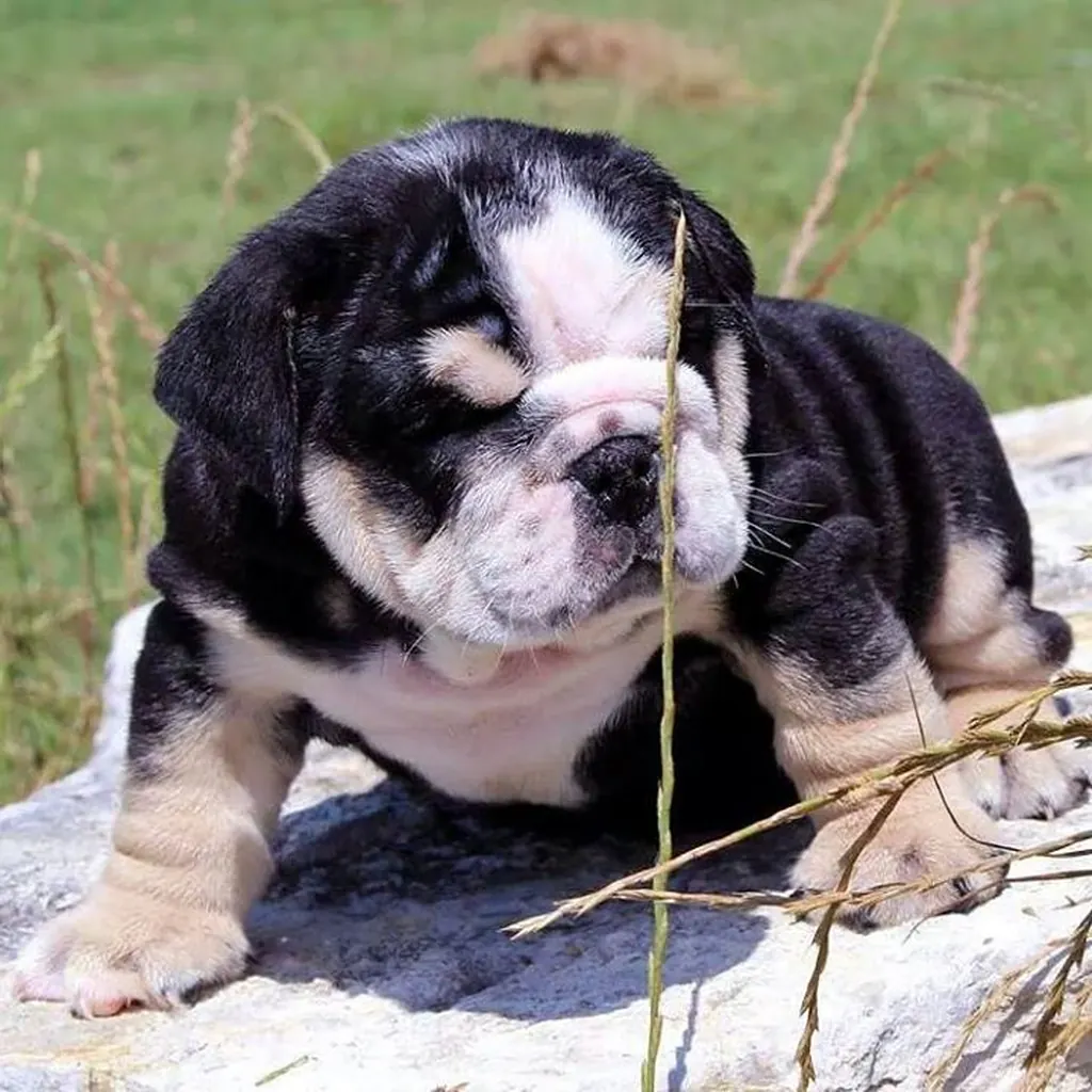 Bulldog Inglés foto 2