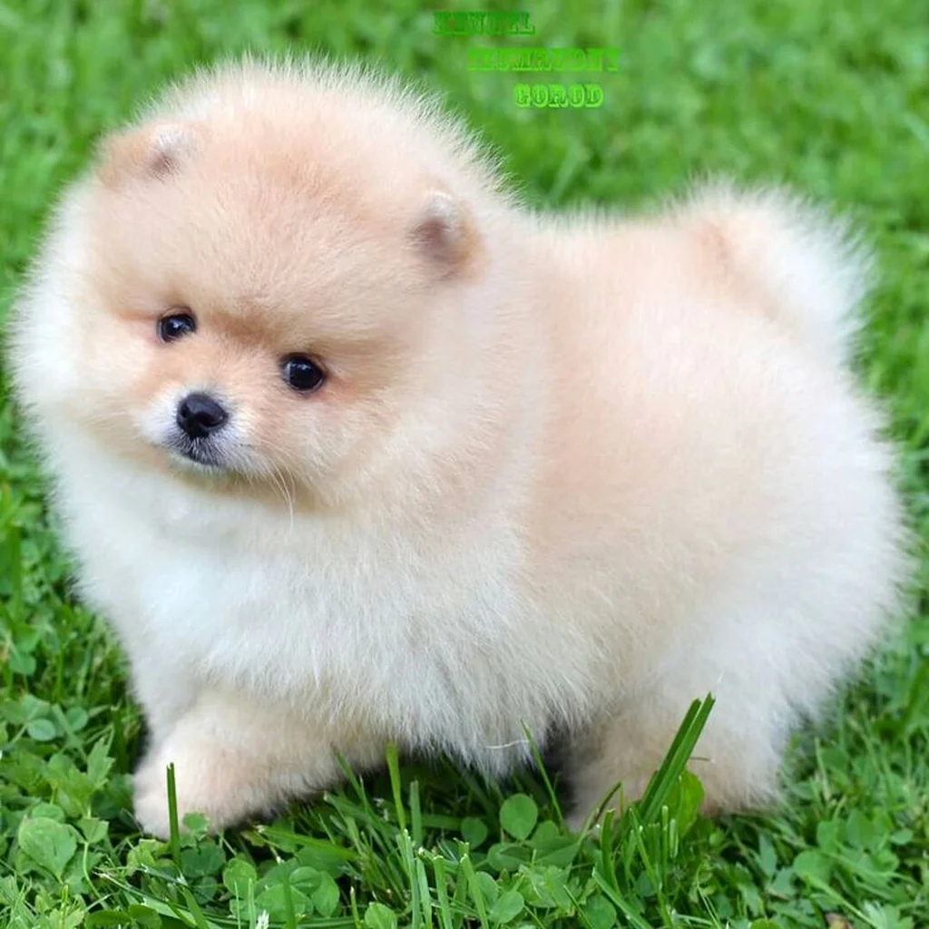 Pomerania Cara de Oso foto 4