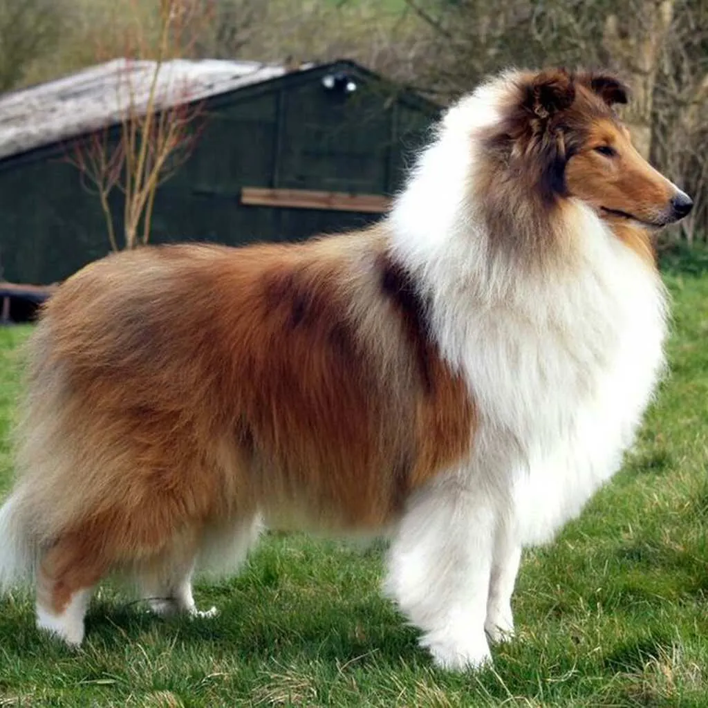 Pastor Collie foto 5