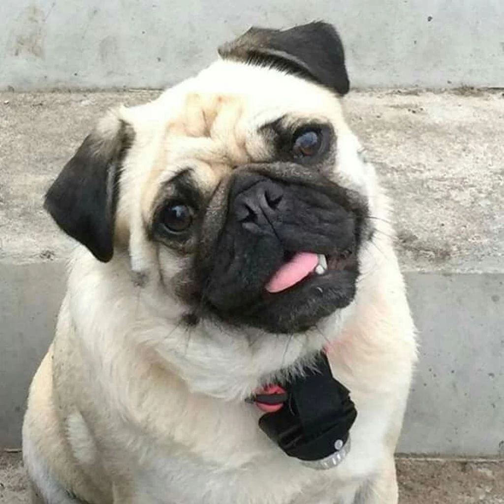 Pug foto 5