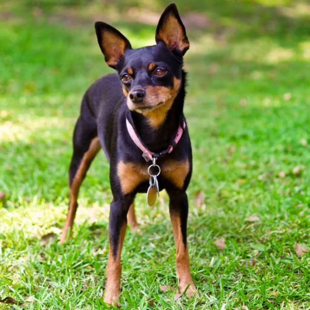 Pinscher Miniatura foto 3