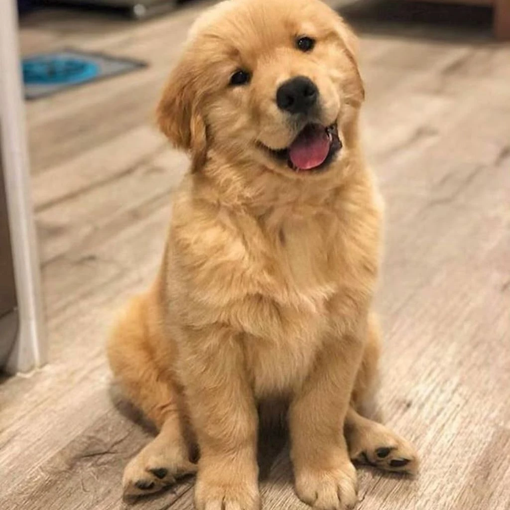 Golden Retriever foto 5