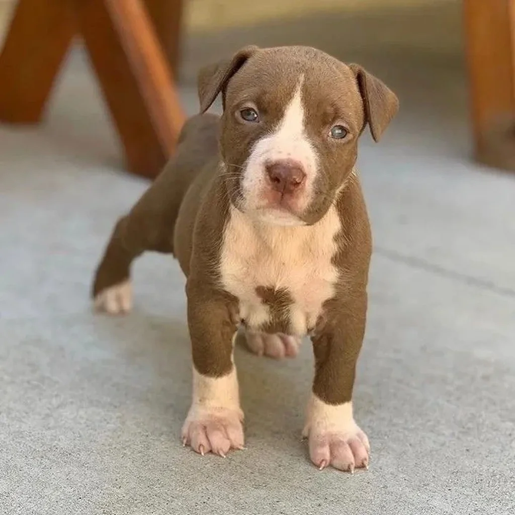 Pitbull foto 4