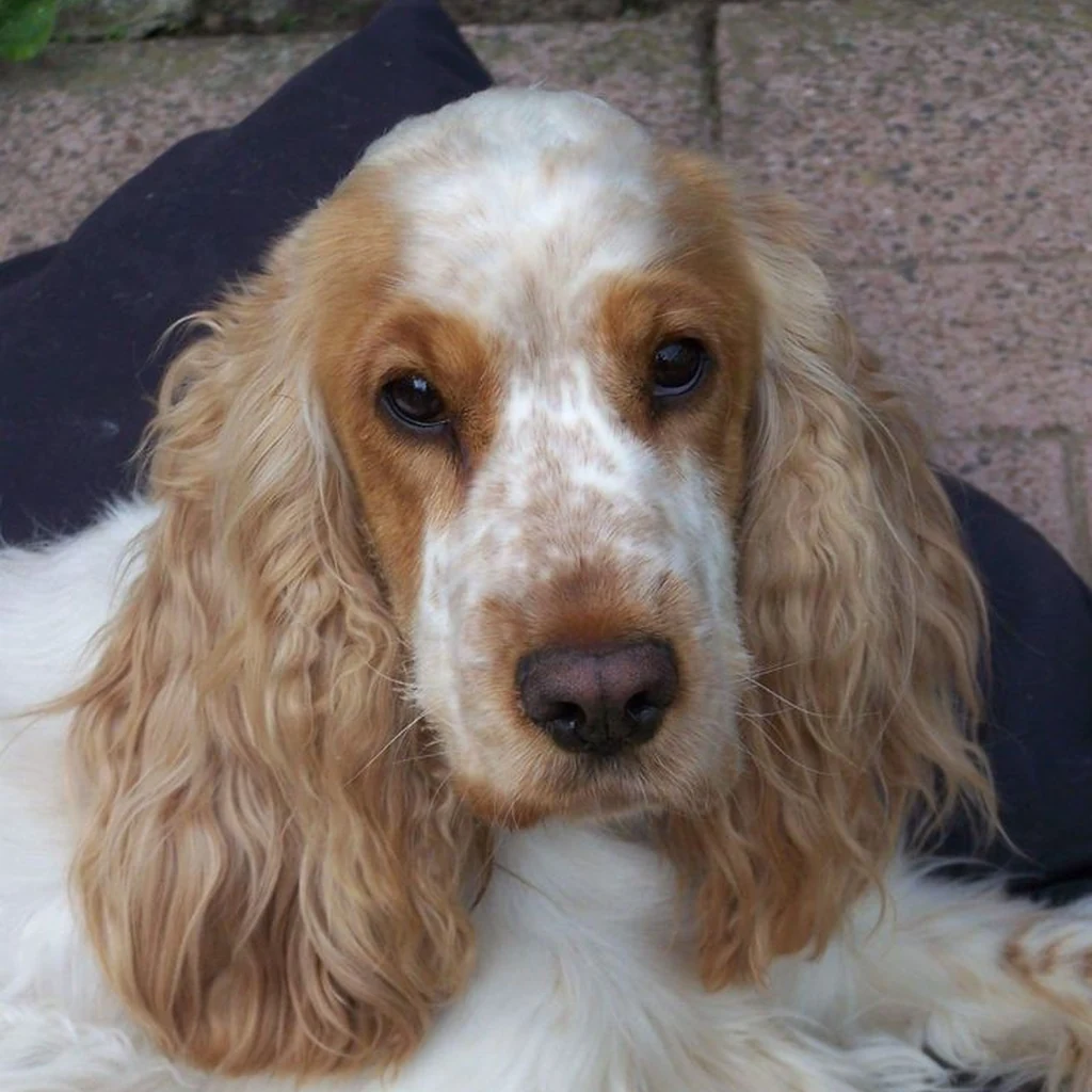 Cocker Spaniel foto 4