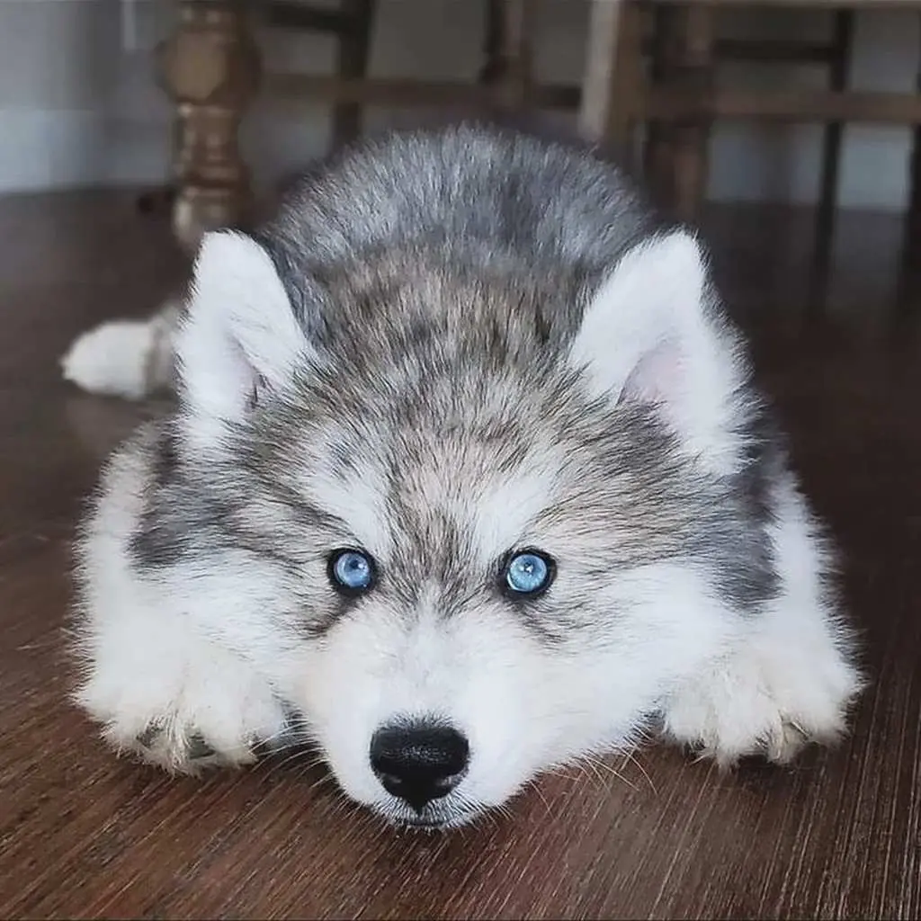 Husky Siberiano foto 4