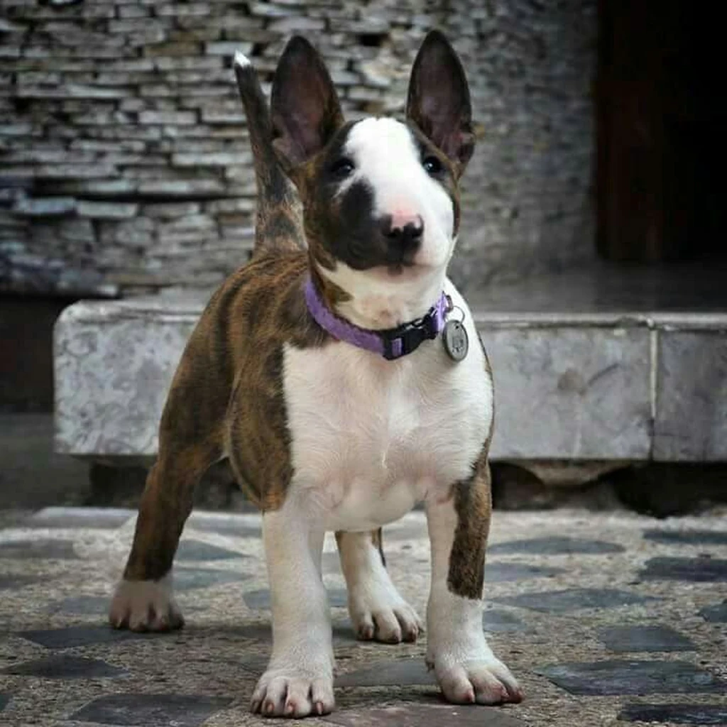 Bull Terrier foto 2