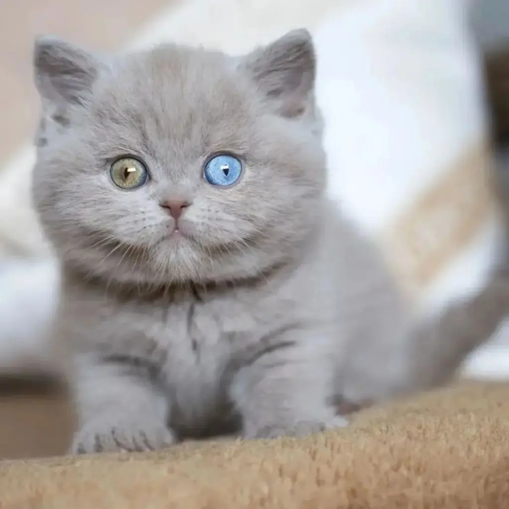 British Shorthair foto 4