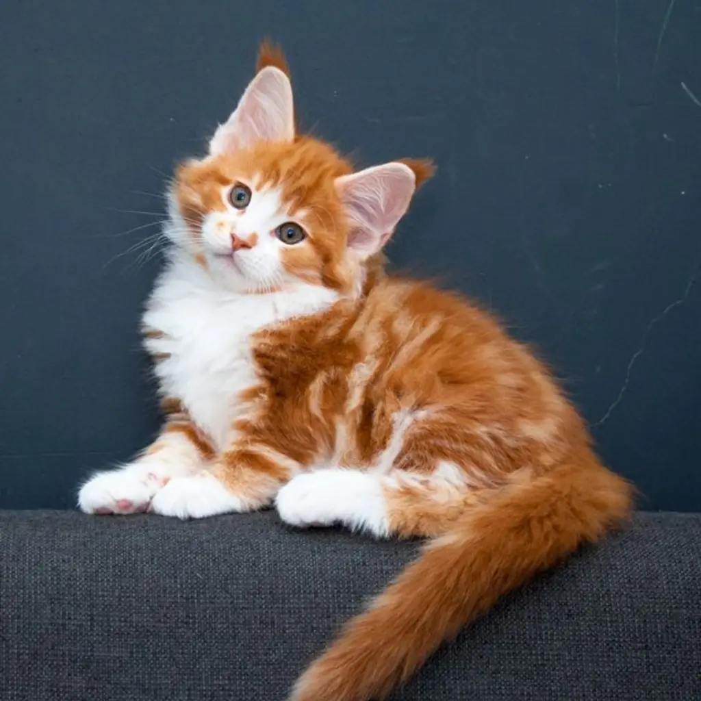 Maine Coon foto 6