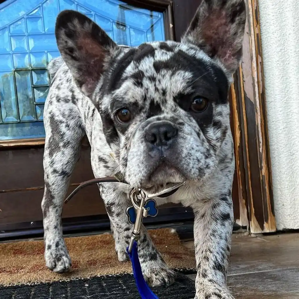 Bulldog Francés foto 4