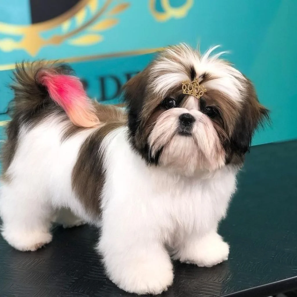 Shih Tzu foto 2
