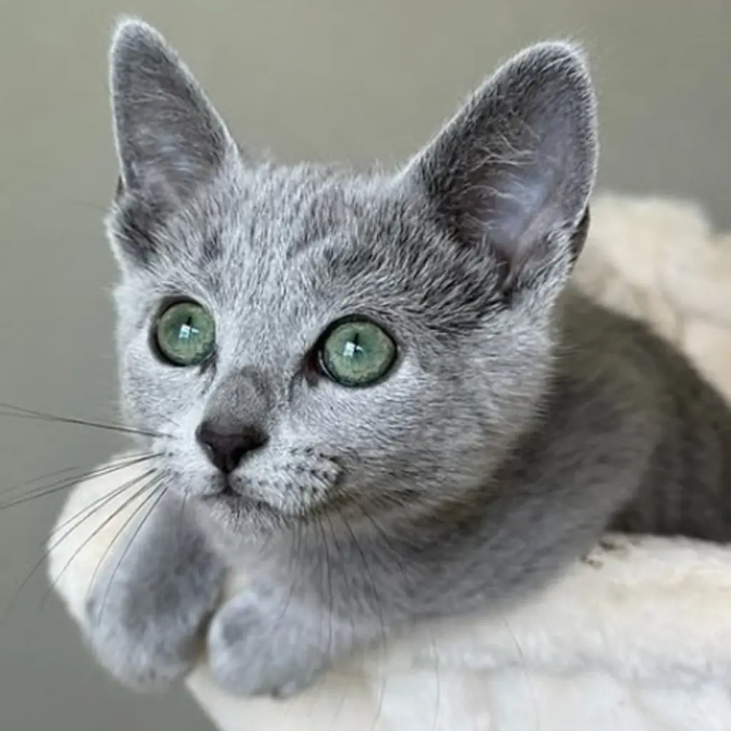 Ruso Azul foto 6