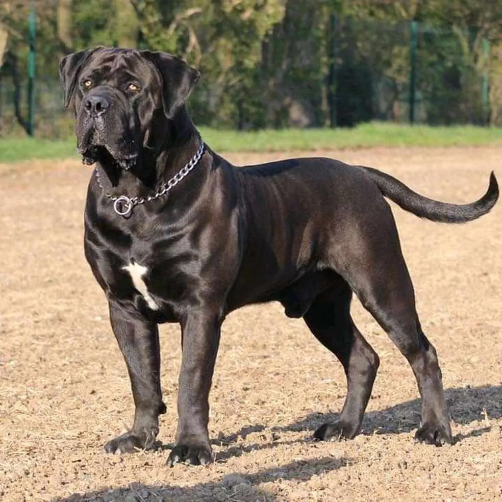 Cane Corso foto 5
