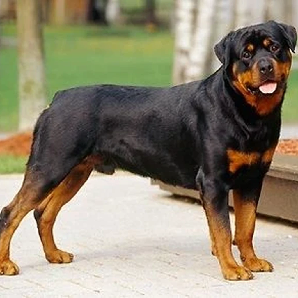 Rottweiler foto 6